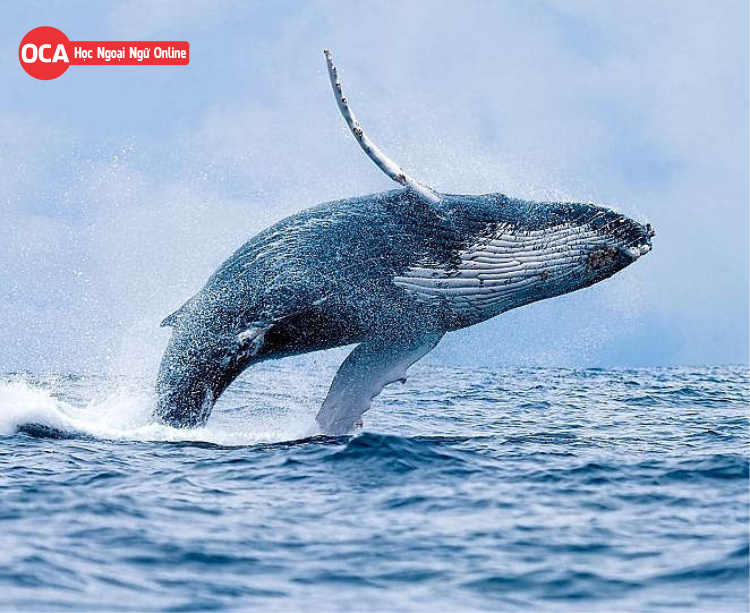 Cá voi tiếng Trung là gì