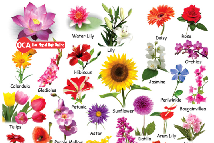 Các loại hoa trong tiếng Anh