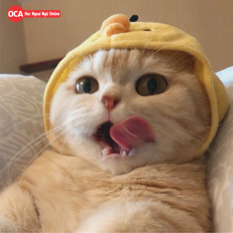 Con mèo tiếng Trung: Một chú mèo dễ thương đang nằm trên giường, đôi tai reo chăm chú nghe tiếng Trung. Bạn có muốn tìm hiểu những từ vựng tiếng Trung xoay quanh chú mèo đáng yêu này không? Nhấn vào hình ảnh và bắt đầu học ngay thôi!
