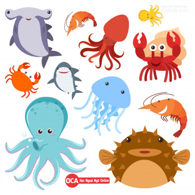 Sinh vật biển trong tiếng Pháp là gì