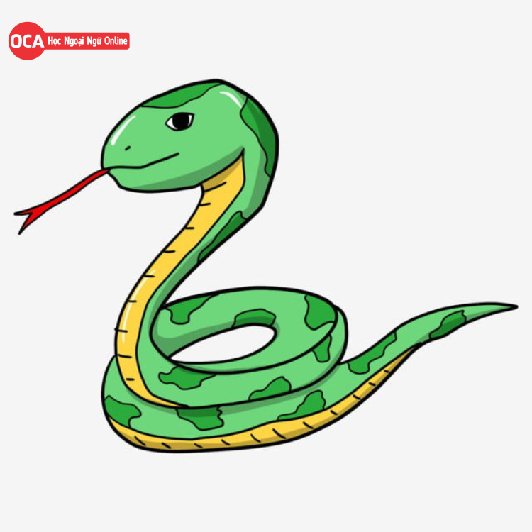 Từ vựng tiếng Trung về các loại rắn